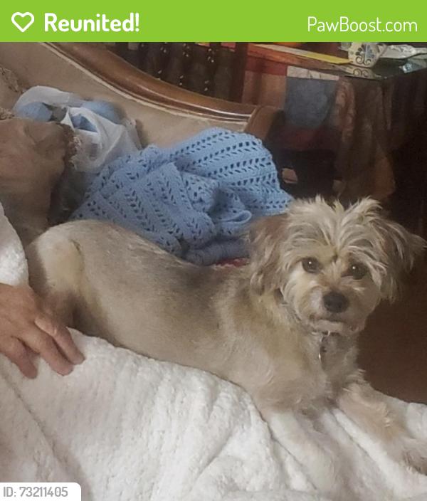 Reunited Female Dog last seen Piedras and Copia, El Paso, TX 79930
