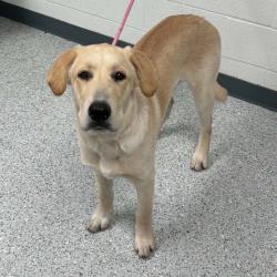 Shelter Stray Male Dog last seen , 5801 Graye Ln, Caldwell, ID 83607, USA