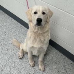 Shelter Stray Male Dog last seen , 5801 Graye Ln, Caldwell, ID 83607, USA