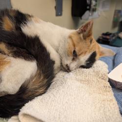 Shelter Stray Female Cat last seen , 361 S Raymond Ave, Pasadena, CA 91105, USA