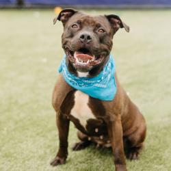 Shelter Stray Female Dog last seen , Animal Care & Control Team of Philly, 111 W Hunting Park Ave, Philadelphia, PA 19140, USA