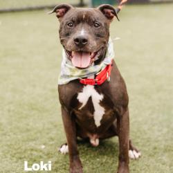 Shelter Stray Male Dog last seen , Animal Care & Control Team of Philly, 111 W Hunting Park Ave, Philadelphia, PA 19140, USA