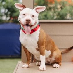 Shelter Stray Female Dog last seen , Animal Care & Control Team of Philly, 111 W Hunting Park Ave, Philadelphia, PA 19140, USA