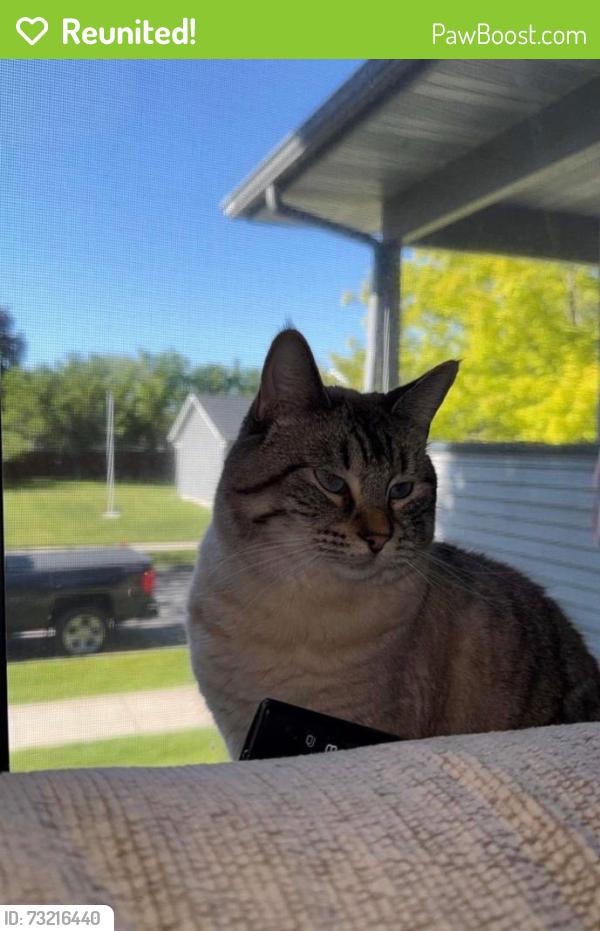 Reunited Female Cat last seen Little Walmart, Missoula, MT 59803