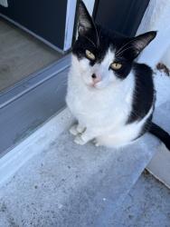 Lost Male Cat last seen Kent Ave, Belle, Hill, Fairfax, CA 94930