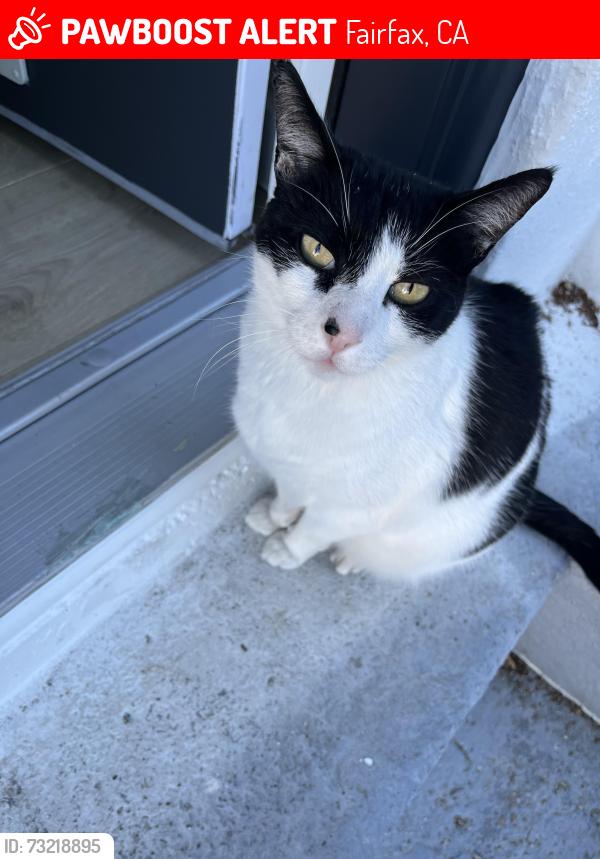 Lost Male Cat last seen Kent Ave, Belle, Hill, Fairfax, CA 94930