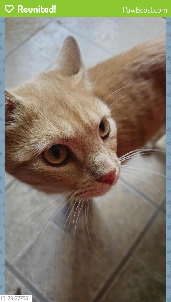 Reunited Male Cat last seen 39th street, Independence, MO 64057