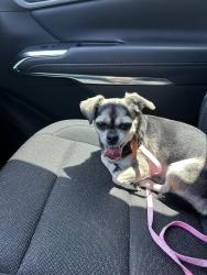 Reunited Female Dog last seen Wilderness Trail, Crowley, TX 76036