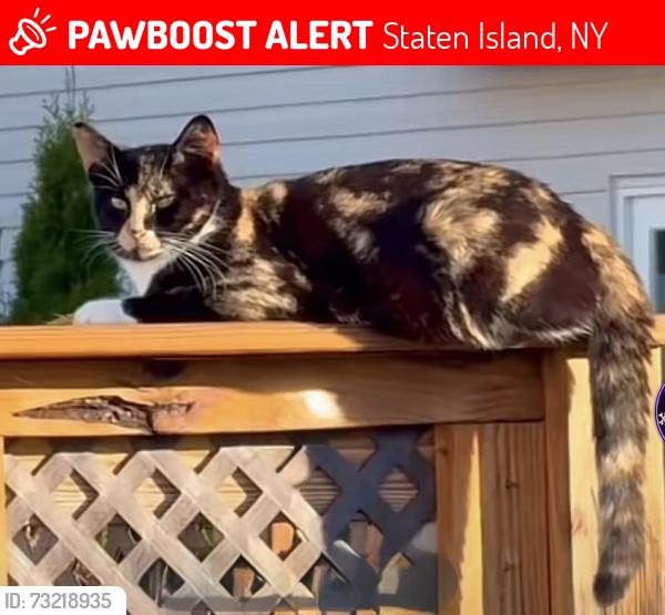 Lost Female Cat last seen littlefield ave to Hyln blvd, Staten Island, NY 10312