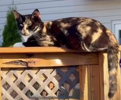 Lost Female Cat last seen littlefield ave to Hyln blvd, Staten Island, NY 10312