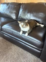 Found/Stray Unknown Cat last seen Witmer and David, North Tonawanda, NY 14120