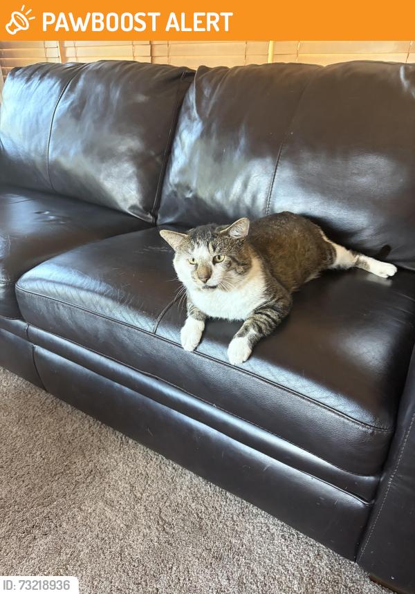 Found/Stray Unknown Cat last seen Witmer and David, North Tonawanda, NY 14120