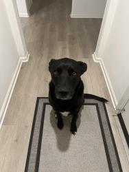 Reunited Male Dog last seen Pourroy Rd, Murrieta, CA 92563
