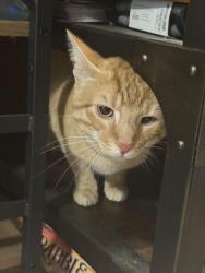 Found/Stray Male Cat last seen Victoria and Veronica, Finleyville, PA 15332