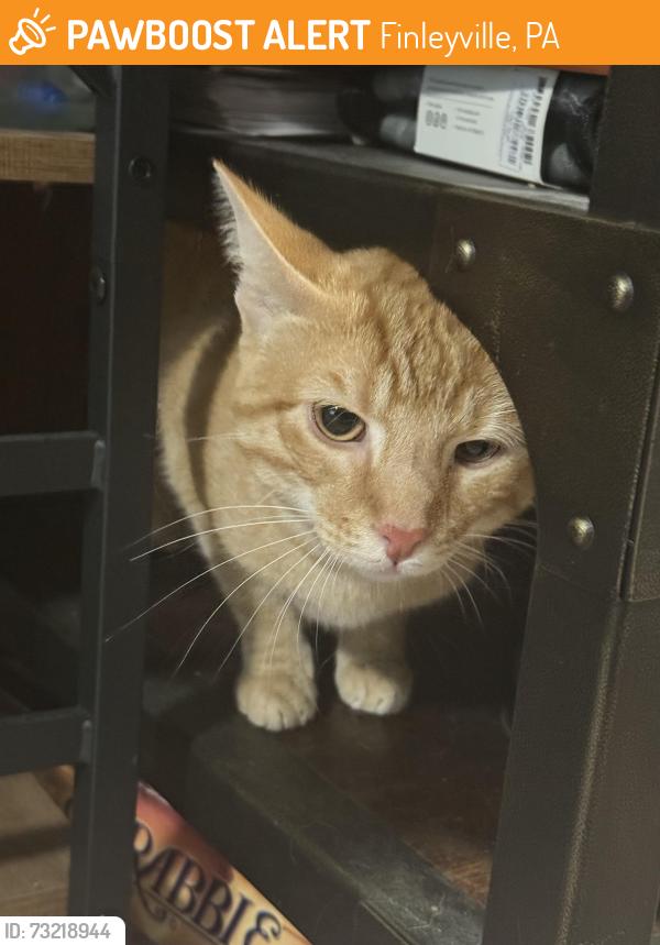 Found/Stray Male Cat last seen Victoria and Veronica, Finleyville, PA 15332