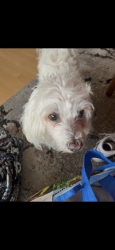 Reunited Male Dog last seen Kennedy mills, Greenwich Township, NJ 08886