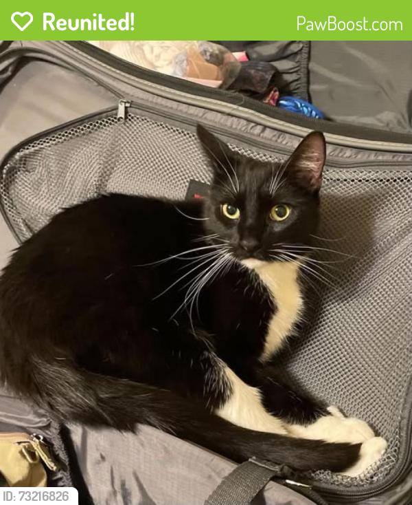 Reunited Male Cat last seen Bayport neighborhood, Alameda, CA 94501