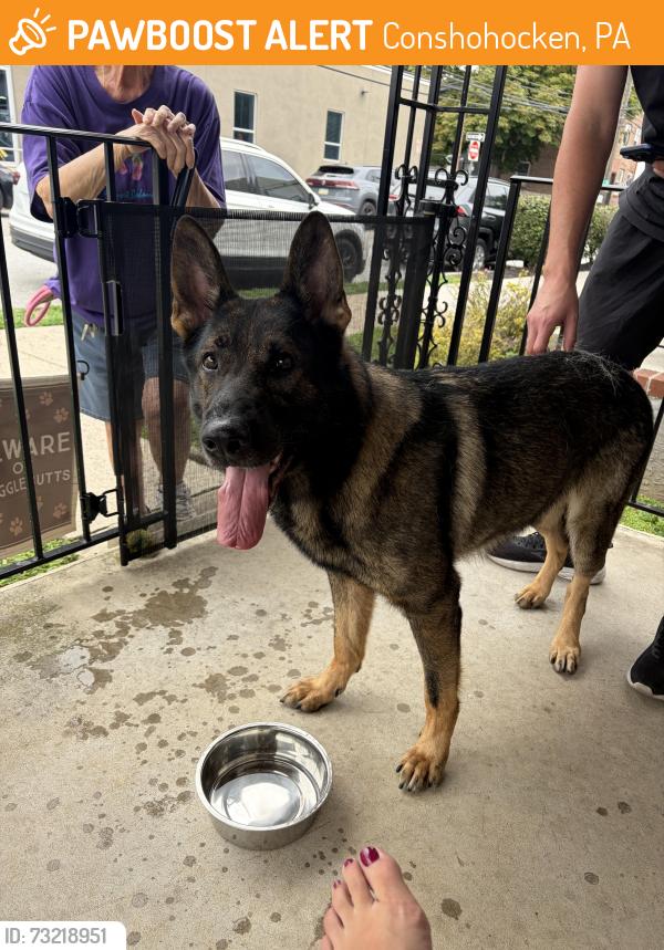 Found/Stray Male Dog last seen Conshohocken Brewing, Conshohocken, PA 19428