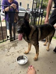 Found/Stray Male Dog last seen Conshohocken Brewing, Conshohocken, PA 19428