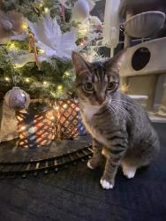 Reunited Male Cat last seen Yellowhammer Dr, Patterson, CA 95363