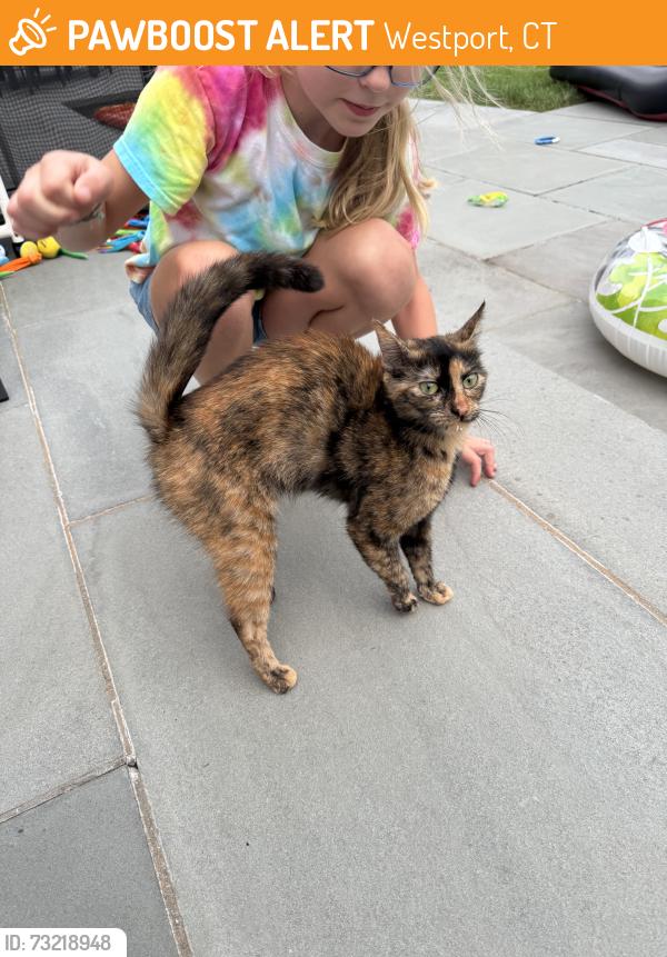 Found/Stray Unknown Cat last seen Near Compo Rd S, Westport, CT 06880