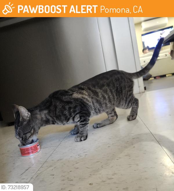 Found/Stray Unknown Cat last seen Kathryn and hunt, Pomona, CA 91766