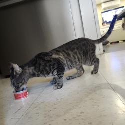 Found/Stray Unknown Cat last seen Kathryn and hunt, Pomona, CA 91766