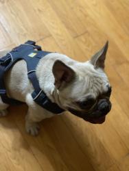 Lost Male Dog last seen Hayes Way Antioch Ca, Antioch, CA 94509