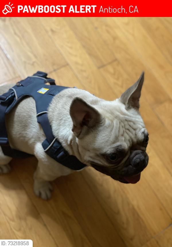 Lost Male Dog last seen Hayes Way Antioch Ca, Antioch, CA 94509