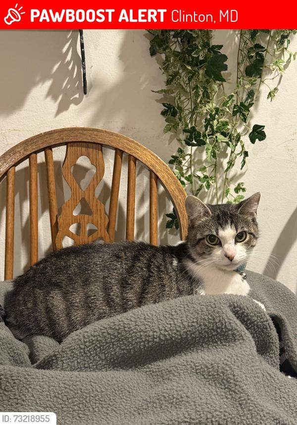 Lost Female Cat last seen Simpson lane, Clinton, MD 20735