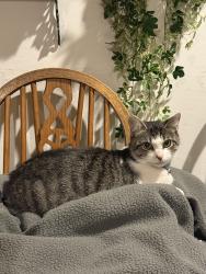 Lost Female Cat last seen Simpson lane, Clinton, MD 20735