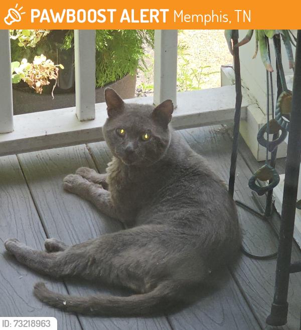 Found/Stray Unknown Cat last seen Harbor town, Memphis, Memphis, TN 38103
