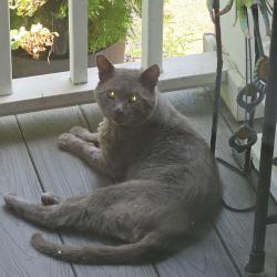 Found/Stray Unknown Cat last seen Harbor town, Memphis, Memphis, TN 38103