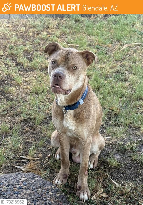 Found/Stray Male Dog last seen 51st Ave Peoria, Glendale, AZ 85304