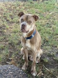 Found/Stray Male Dog last seen 51st Ave Peoria, Glendale, AZ 85304
