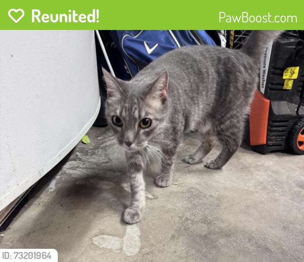 Reunited Unknown Cat last seen Quebec & Otero, Centennial, CO 80112