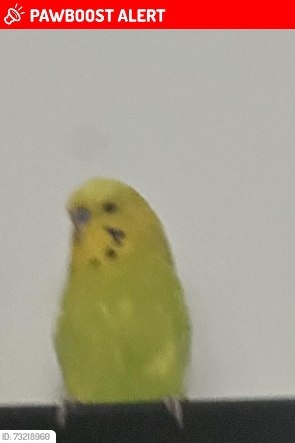 Lost Male Bird last seen Old park avenue, Belfast, Northern Ireland 