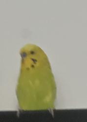Lost Male Bird last seen Old park avenue, Belfast, Northern Ireland 