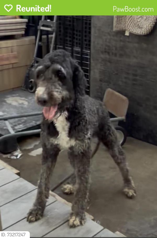 Reunited Female Dog last seen Baseline and sierra, arco, canes, juniper sda church, Wayne ruble middle school, ab miller highschool, Fontana, CA 92336