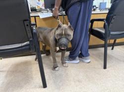 Shelter Stray Male Dog last seen , 957 N Gaffey St, San Pedro, CA 90731, USA