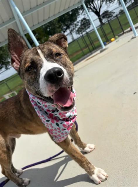 Shelter Stray Male Dog last seen CHARLOTTE, 8315 Byrum Dr, Charlotte, NC 28217, USA