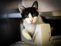 Shelter Stray Female Cat last seen , 1850 W 60th St, Los Angeles, CA 90047, USA