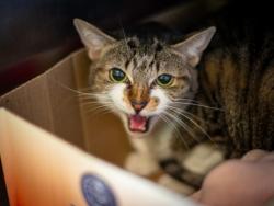 Shelter Stray Female Cat last seen , 1850 W 60th St, Los Angeles, CA 90047, USA