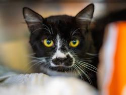 Shelter Stray Male Cat last seen , 1850 W 60th St, Los Angeles, CA 90047, USA