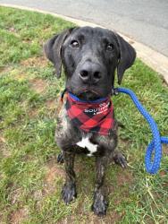 Shelter Stray Male Dog last seen CHARLOTTE, 8315 Byrum Dr, Charlotte, NC 28217, USA