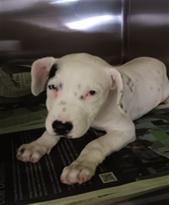 Shelter Stray Female Dog last seen , 1850 W 60th St, Los Angeles, CA 90047, USA