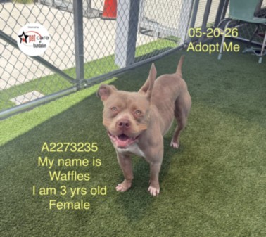 Shelter Stray Female Dog last seen , 1850 W 60th St, Los Angeles, CA 90047, USA