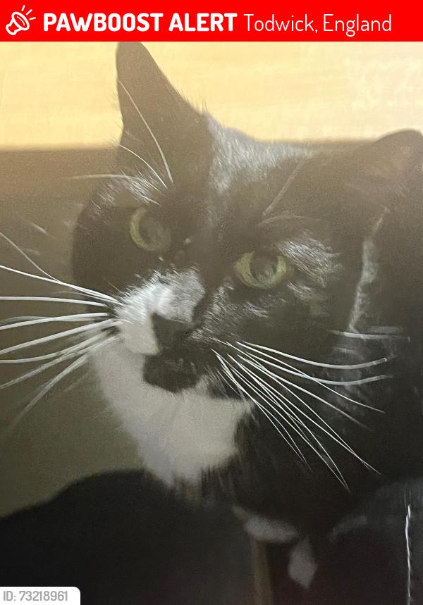 Lost Female Cat last seen Todwick, Todwick, England 