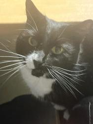 Lost Female Cat last seen Todwick, Todwick, England 