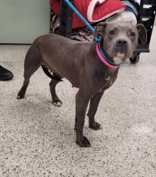 Shelter Stray Female Dog last seen Near BLOCK SAINT LOUIS ST, DETROIT, MI 48234, 7401 Chrysler Dr, Detroit, MI 48211, USA
